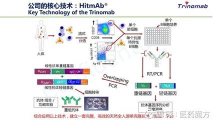 單克隆抗體藥物的迭代 從實驗室發現到臨床應用的技術革命